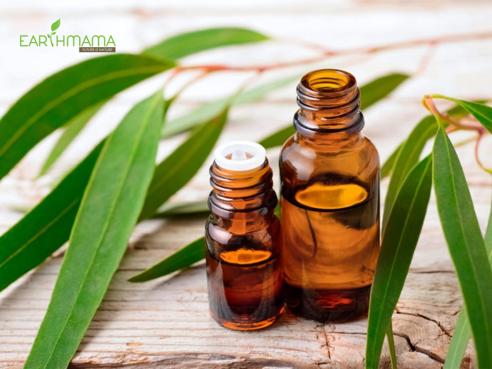 tinh dầu khuynh diệp cho trẻ sơ sinh